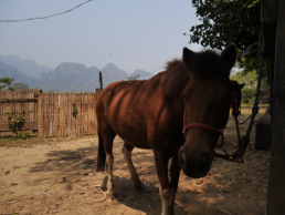 Ferme de poneys