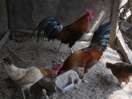 Ferme de poneys