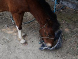 Ferme de poneys