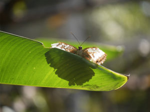 Atterrissage émotionnel